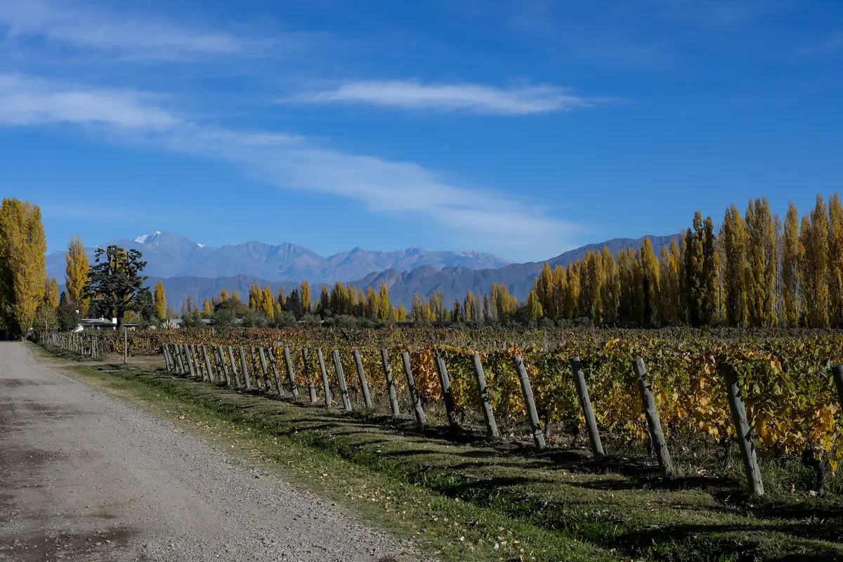 An old-vine Malbec vineyard in Mendoza on an autumn day, with the Andes in the distance
